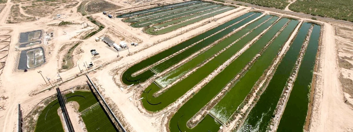 La produzione industriale della spirulina