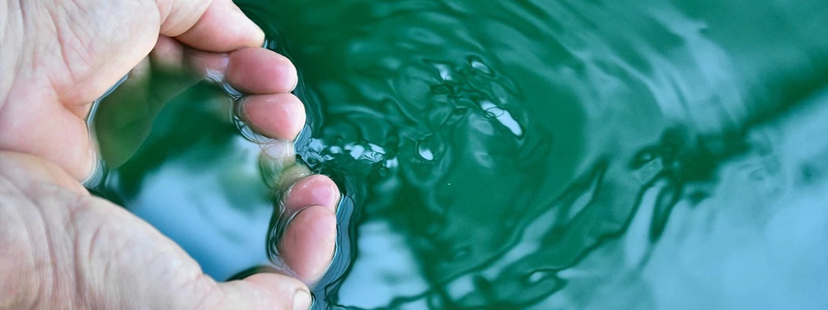 Coltivazione e produzione della Spirulina.